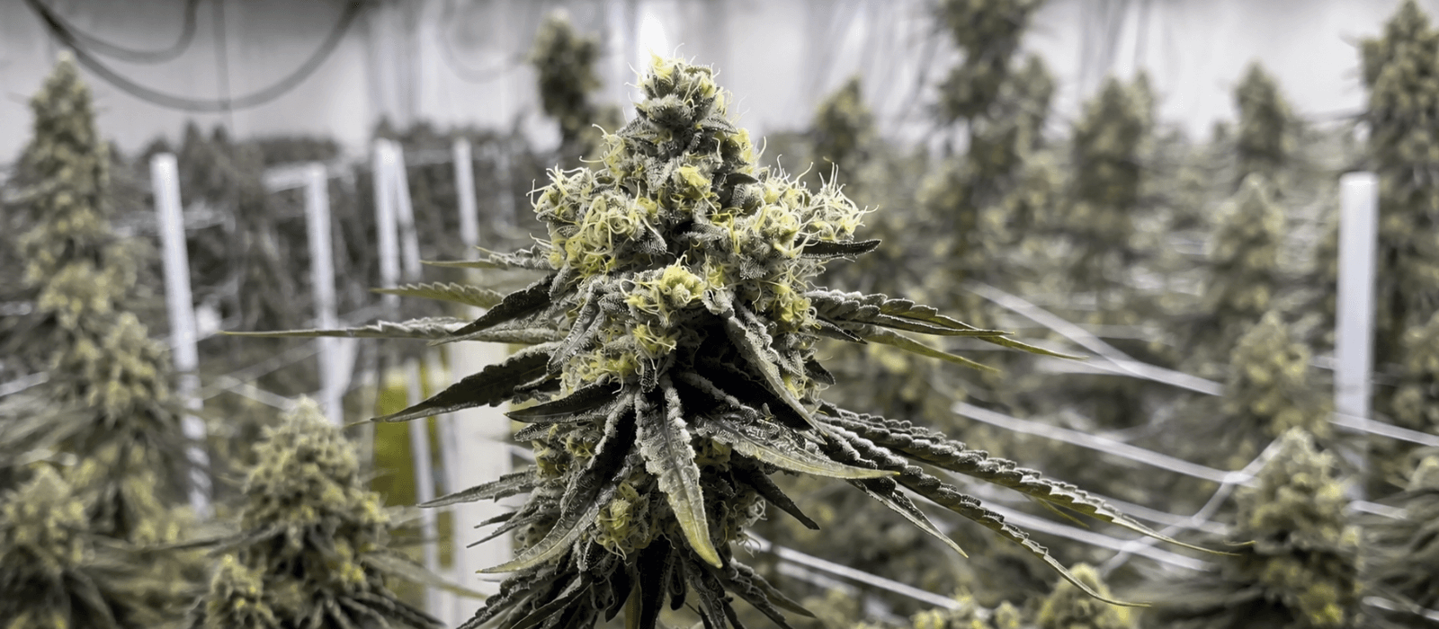 Legal cannabis