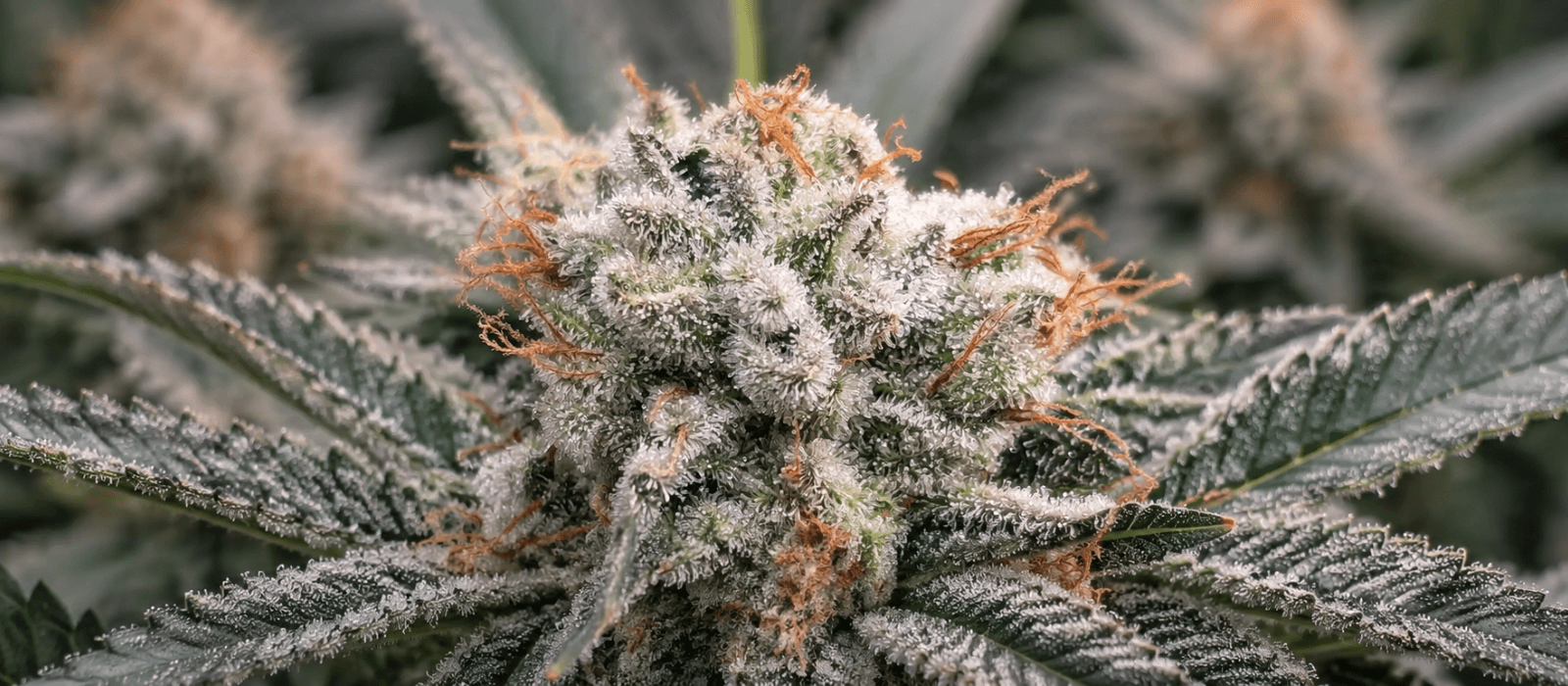 Lovlig THCA