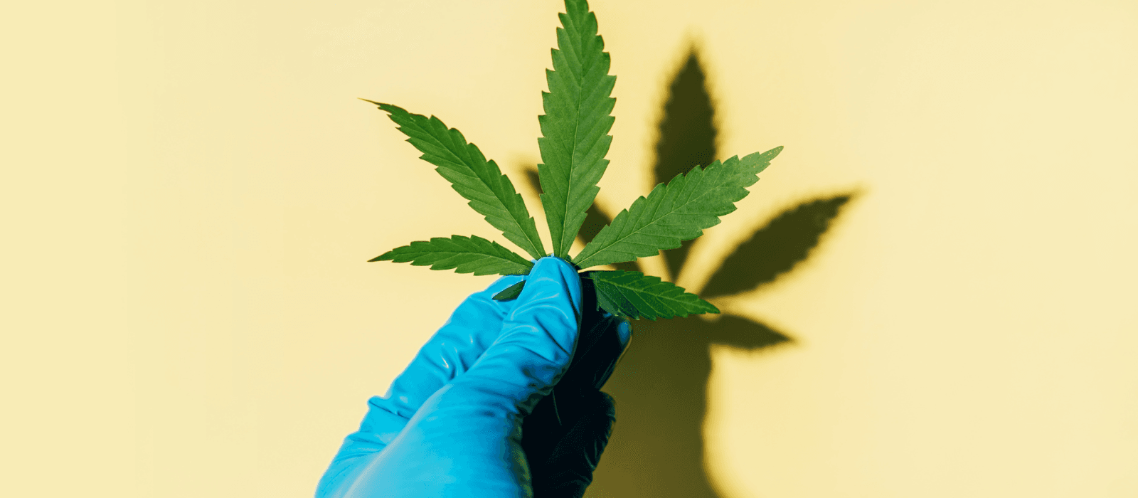 how to read thca lab