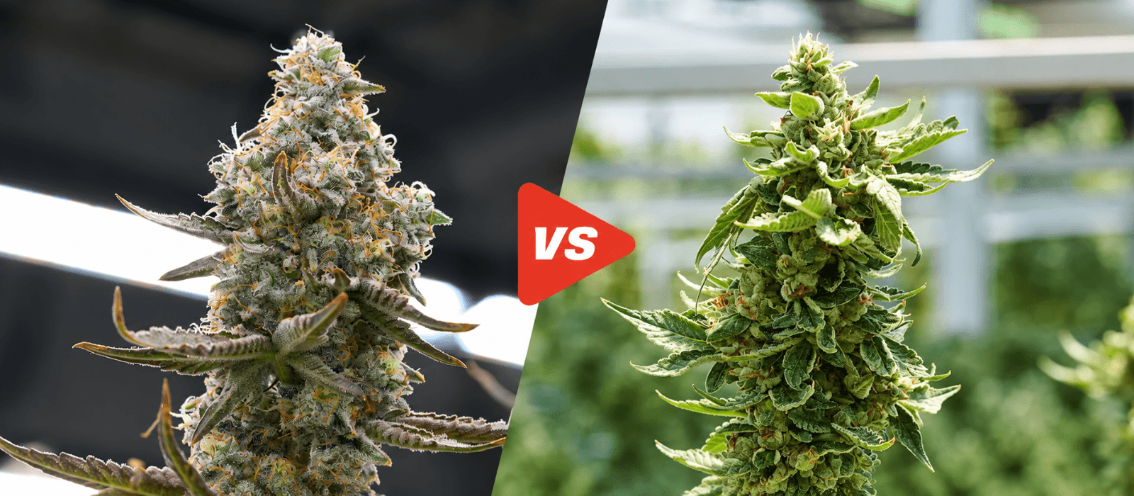 Indoor vs Greenhouse THCA
