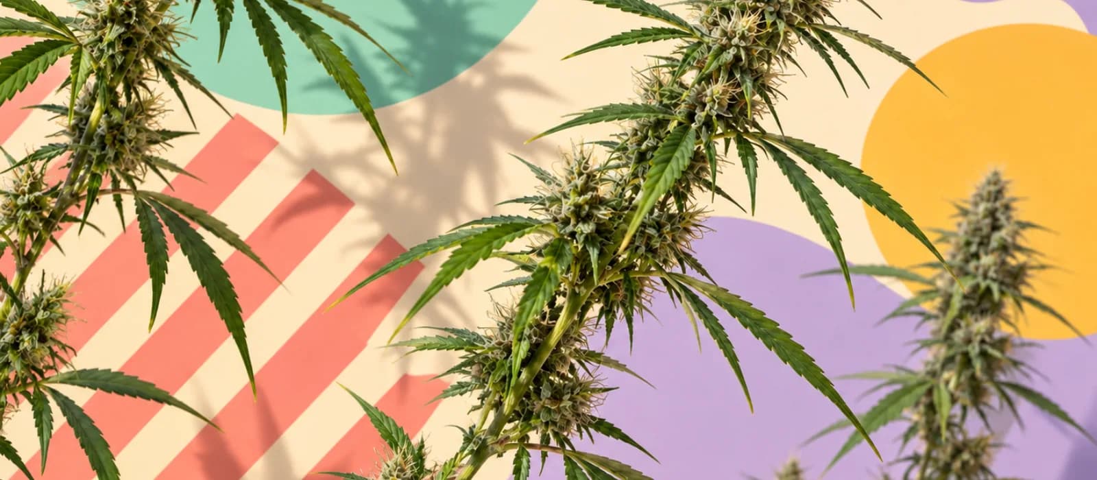 THCA Bloemen