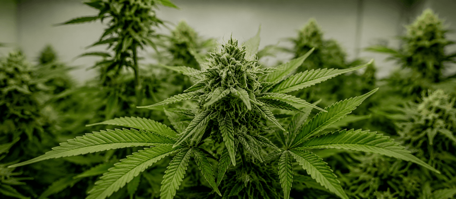 Hvad er THCA?